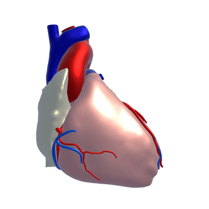 A colored, animated 3D model of a rotating, beating heart.